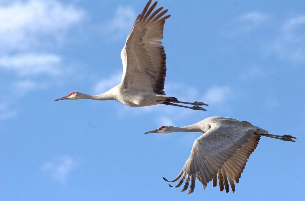 Warum schreien Kraniche im Flug?